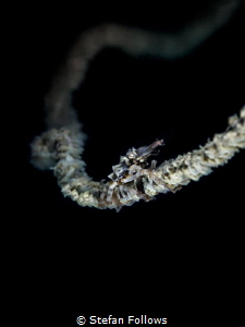 Keep on hanging on ... ! Xeno Crab - Xenocarcinus tubercu... by Stefan Follows 